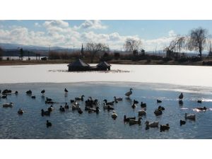 Mogan Gölü'nün üzeri buz tuttu, kuşlar yüzebilecekleri alanda toplandı