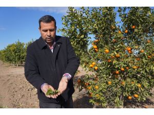 Adana çiftçisi, Rusya krizinin ardından ‘don’ şoku yaşıyor