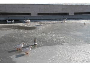 Hayvanat Bahçesindeki Havuzlar Donunca Ördekler Buz Üstünde Kaldı