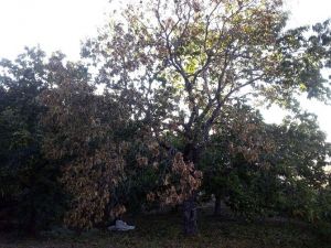 Kestane Kanseri Kestane Ağaçlarını Tehdit Ediyor