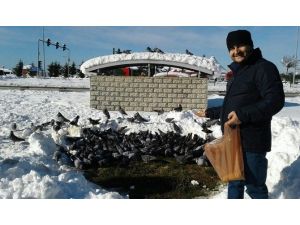 Karda Kışta Güvercinleri Aç Bırakmıyor