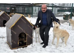 Edirne'de sokak hayvanları kaloriferli ortamda kalıyor