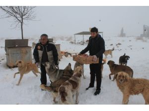Sokak köpekleri ve kuşlara karda gıda takviyesi yapıldı