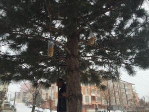 Öğrenciler Ağaçlara Kuş Yemliği Astı