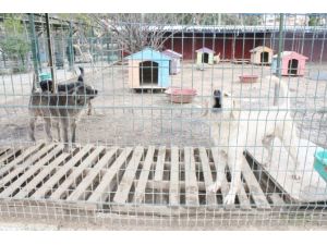 Hatay Büyükşehir Belediyesi, Sahipsiz Ve Bakıma Muhtaç Hayvanlara Sahip Çıkıyor