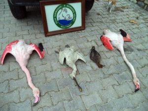 Flamingoları vuran kişiye yaklaşık 8 bin 500 lira ceza kesildi