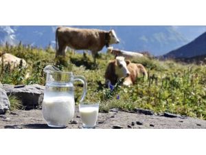 Ticari Süt İşletmelerince Kasım Ayında 676 Bin 704 Ton İnek Sütü Toplandı