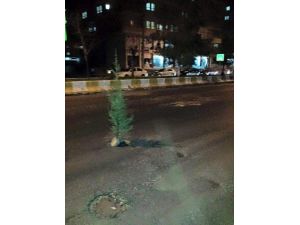 Çukurlara Tepki Gösteren Vatandaşlar Cadde Ortasına Çam Ağacı Dikti