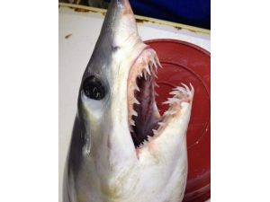 Akdeniz’de Balıkçıların Ağına Dev Köpek Balığı Takıldı