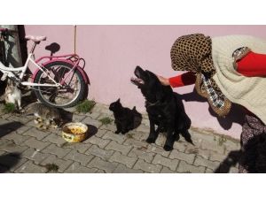 Havran’da Köpek İle Kedilerin Dostluğu Hayran Bıraktı