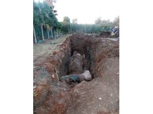 Dev Balina Yavrusu Kemiklerinin Sergilenmesi İçin Gömüldü