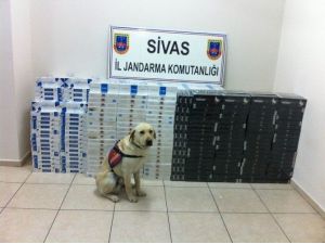 Sivas’ta 15 Bin Paket Kaçak Sigara Ele Geçirildi