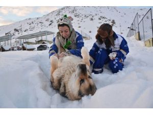 Köpekler Kar Altında Kalan Yuvalarını Arıyor