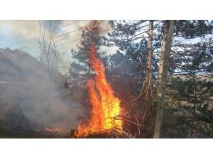 Kastamonu’da Orman Yangını