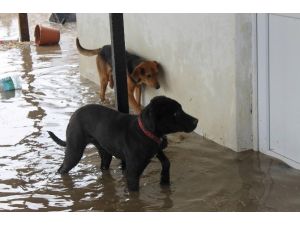 Edirne’de Taşkında Mahsur Kalan Köpekler Kurtarıldı