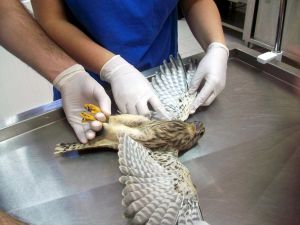 Yaralı 121 yaban hayvanı tedavi edilerek tekrar doğaya salındı