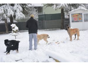 Çameli Belediyesi karda aç kalan hayvanlara yiyecek veriyor