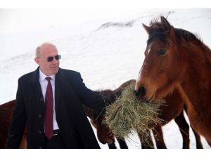 Soğukta Kalan Yılkı Atlarına Yardım Eli