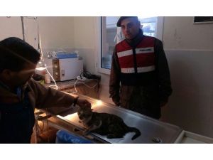 Yaralı Kediye Jandarma Şefkati
