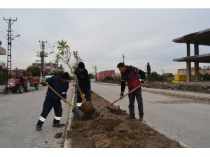 Büyükşehir, Ceyhan’ın Bulvarlarını Ağaçlandırıyor