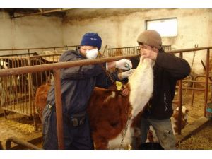 Kastamonu’da Şap Hastalığına Karşı 71 Bin Hayvan Aşılandı