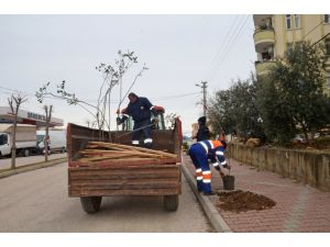 Kozan'da bulvar ve caddeler ağaçlandırılıyor