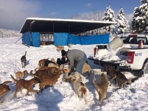 Alaplı Belediyesi Kış Ayında Köpekleri Unutmadı