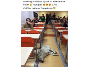 Üşüyen köpek, sınıfta uyuyakaldı