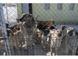 Yozgat Belediyesi Donmak Üzere Olan Sokak Hayvanlarına Sahip Çıktı