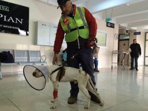 İstanbul’a Tedavi İçin Götürülen Köpek İyileşiyor