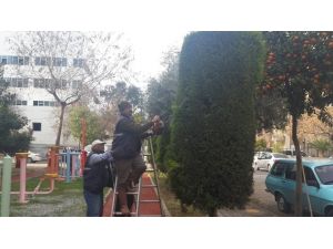 Efeler Belediyesi Ağaçları Bahara Hazırlıyor