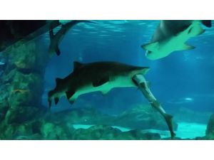 Pamuk balığı, camgözü böyle yuttu