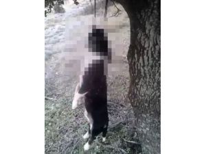 Ağaca asılı iki köpek cesedi bulundu