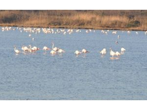 Flamingolar Hersek Gölü’nde