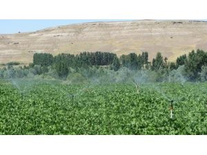 Sivas İl Özel İdaresi Tarım Sektörüne 55 Adet Proje Kazandırdı