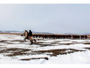 Yılkı Atları Aç Kalınca Köye Kadar İndi