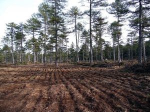 Orman Ve Su İşleri Bakanlığı Antalya Çalışmaları