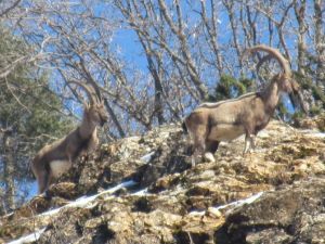 Karakoçan’da Yaban Keçileri İçin Saman Bırakıldı