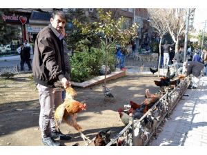 Siirt’te Kanatlı Kümes Hayvanlarına Rağbet Artıyor