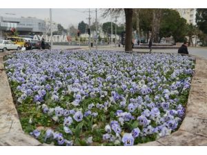 Antalya Caddelerine 4 Milyon Çiçek