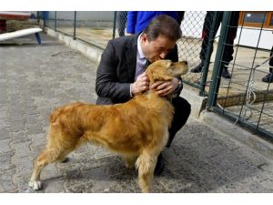 Maltepe’de Sokak Köpekleri Eğitilerek, Arama Kurtarma Çalışmalarında Görevlendiriliyor