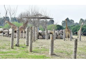 İzmir Doğal Yaşam Parkı'nın 'altın kızları' zürafalar dört tane oldu