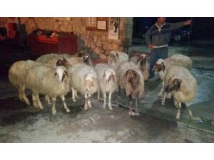 Tarsus’ta Çalınan Koyunlar Bulundu