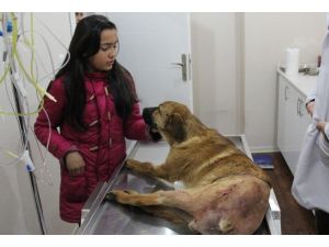 Yaralı Köpek Tedavisinin Ardından Sahibine Kavuştu