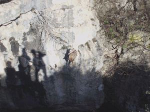 Kanyonda Mahsur Kalan Köpeği Belediye Ekipleri Kurtardı