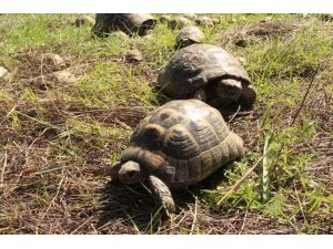 Kaplumbağalar doğal ortamına bırakıldı