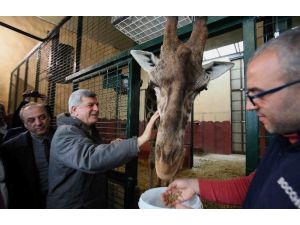Başkan Karaosmanoğlu, Darıca Hayvanat Bahçesini Gezdi