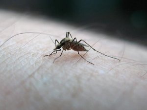 Fiji'de ilk Zika vakası görüldü