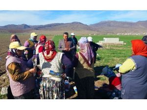 Başkan Tutal, Haşhaş Tarlasında Kadın Çapacıları Ziyaret Etti