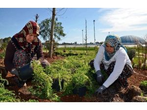 EXPO Tepesine 68 Tür Tıbbi Ve Aromatik Bitki Dikiliyor